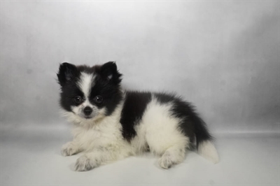 [#N08166] Black and White F Pomeranian Puppies for Sale