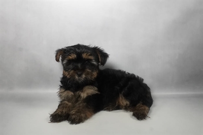 [#N08351] Black and Tan F Yorkshire Terrier Puppies for Sale