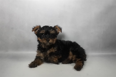 [#N08352] Black and Tan M Yorkshire Terrier Puppies for Sale