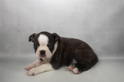 [#N08413] Brindle and White M Boston Terrier Puppies for Sale