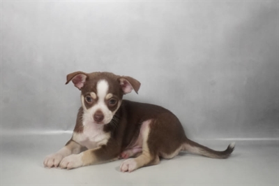 [#N08617] Chocolate and Tan M Chihuahua Puppies for Sale