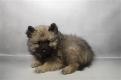 [#N09117] Grey Silver and Black M Keeshond Puppies for Sale