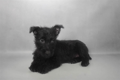[#N09918] Black M Scottish Terrier Puppies for Sale