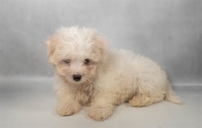[#N10341] White F Maltese Puppies for Sale