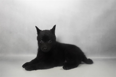 [#N10557] Black F Schipperke Puppies for Sale