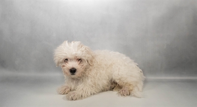 [#N06030] White M Maltese Puppies for Sale