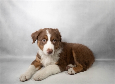 [#N06109] Red M Australian Shepherd Puppies for Sale