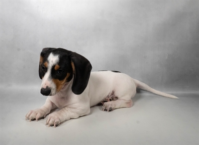 [#N06237] Black and Tan M Dachshund Puppies for Sale