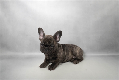 [#N06338] Brindle F French Bulldog Puppies for Sale