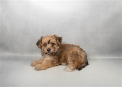 [#N06376] Gold M Yochon Puppies for Sale