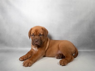 [#N06433] Red M Dogue De Bordeaux Puppies for Sale