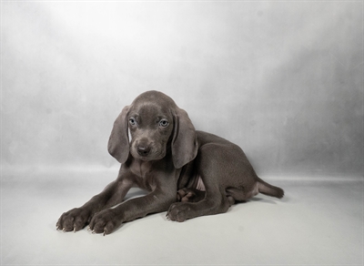 [#N06441] Blue M Weimaraner Puppies for Sale