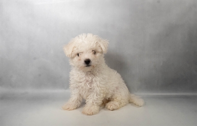 [#N06573] White F Bichon Frise Puppies for Sale