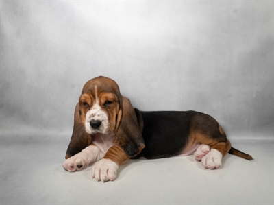 [#N06575] Black Tan and White F Basset Hound Puppies for Sale