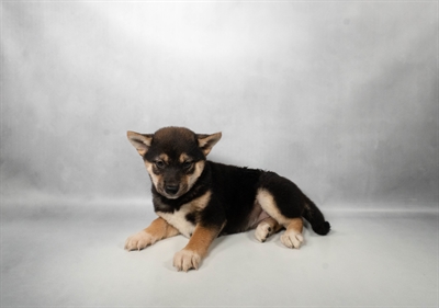 [#N06664] Black and Tan F Shiba Inu Puppies for Sale