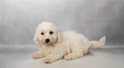 [#N06731] White F Bichon Frise Puppies for Sale
