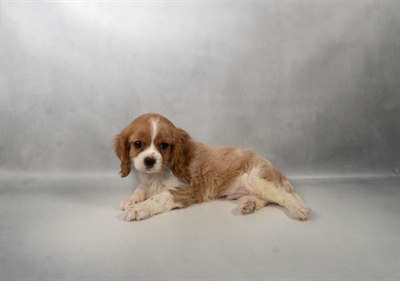 [#N06753] Blenheim M Cavalier King Charles Spaniel Puppies for Sale