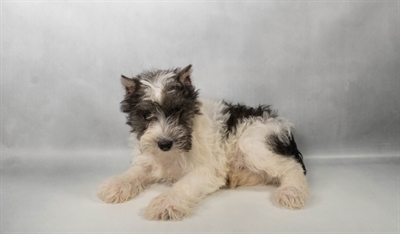 [#N06777] Salt and Pepper F Miniature Schnauzer Puppies for Sale
