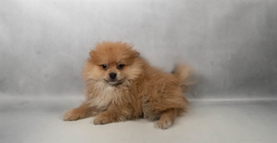 [#N06805] Cream Sable M Pomeranian Puppies for Sale