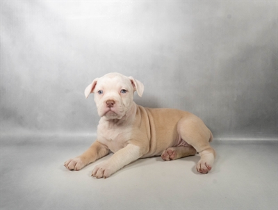 [#N06875] Red and White F Old English Bulldog Puppies for Sale