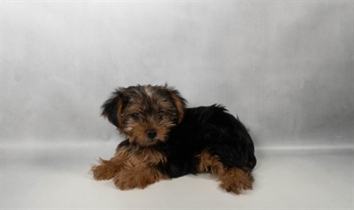 [#N06885] Black and Tan F Yorkshire Terrier Puppies for Sale