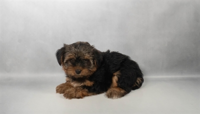 [#N06886] Black and Tan F Yorkshire Terrier Puppies for Sale