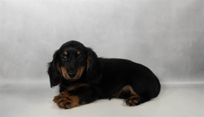 [#N06915] Black and Tan M Dachshund Puppies for Sale
