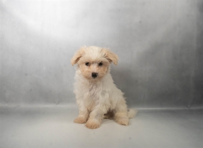 [#N06952] Cream M Morkie Puppies for Sale
