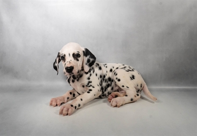 [#N07064] White and Black F Dalmatian Puppies for Sale