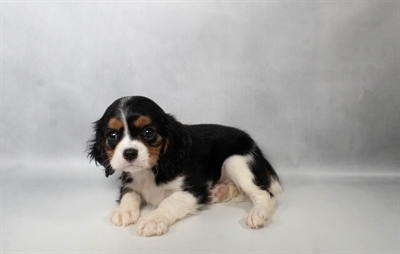 [#N07186] Tri Color F Cavalier King Charles Spaniel Puppies for Sale