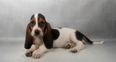[#N07217] Black White and Brown F Basset Hound Puppies for Sale