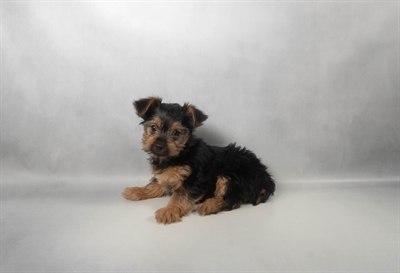 [#N07231] Black and Tan F Yorkshire Terrier Puppies for Sale