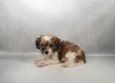 [#N07256] Gold Sable F Havanese Puppies for Sale