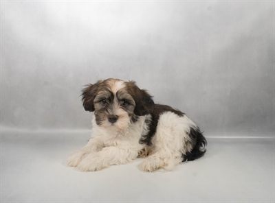 [#N07259] Gold Sable M Havanese Puppies for Sale