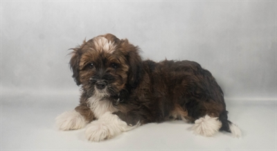 [#N07276] Gold Sable F Havanese Puppies for Sale