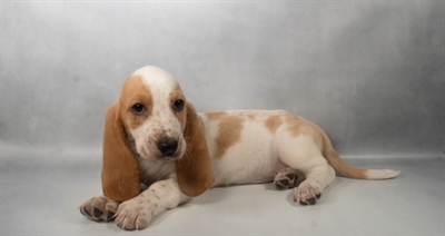 [#N07340] White and Lemon M Basset Hound Puppies for Sale