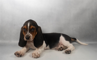 [#N07341] Black Brown and White M Basset Hound Puppies for Sale
