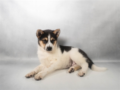 [#N07482] Black Brown and White M Imo-Inu Puppies for Sale