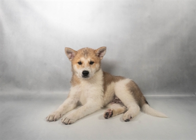 [#N07483] Red and White M Imo-Inu Puppies for Sale