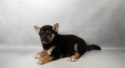 [#N07571] Black and Tan M Shiba Inu Puppies for Sale