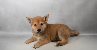 [#N07573] Red F Shiba Inu Puppies for Sale