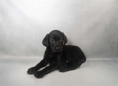 [#N07578] Black M Labrador Retriever Puppies for Sale