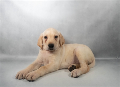 [#N07580] Yellow M Labrador Retriever Puppies for Sale