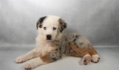 [#N07616] Blue Merle White and Tan M Australian Shepherd Puppies for Sale