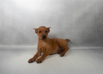 [#N07645] Red F Miniature Pinscher Puppies for Sale