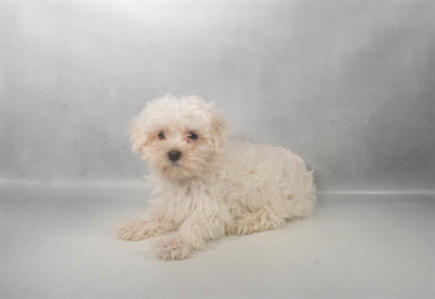 [#N07700] White F Maltese Puppies for Sale
