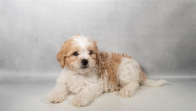 [#N07717] Red Gold M Lhasa poo Puppies for Sale
