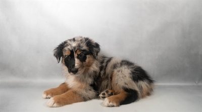[#N07745] Blue Merle White and Tan F Australian Shepherd Puppies for Sale