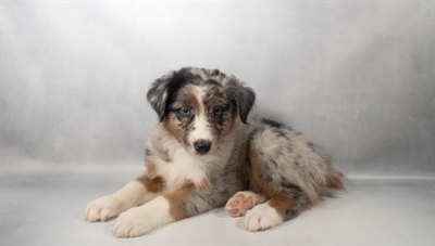 [#N07746] Blue Merle White and Tan F Australian Shepherd Puppies for Sale