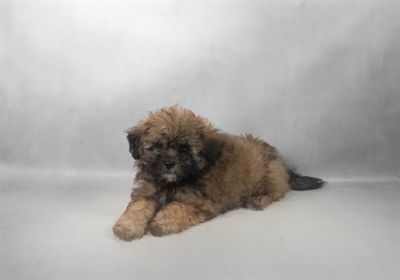[#N07792] Brindle F Teddy Bear Puppies for Sale